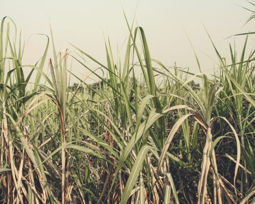 h-ng-c-h-i-UgUeJnWlV_w-unsplash