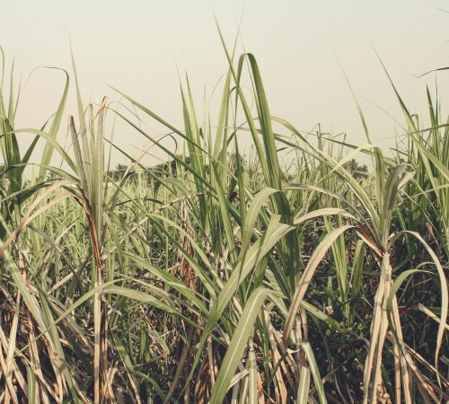 h-ng-c-h-i-UgUeJnWlV_w-unsplash