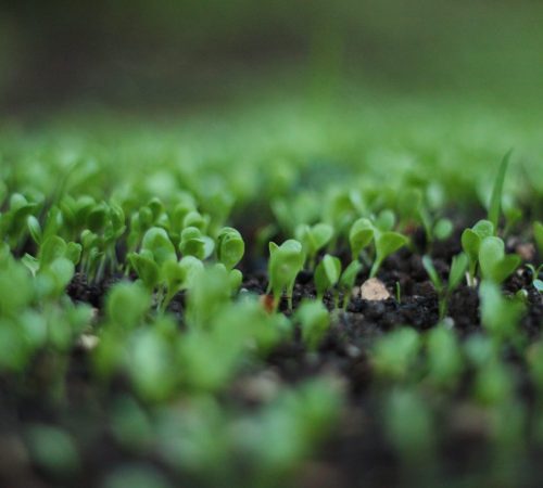 pexels-airin-party-767240