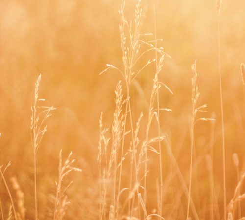 pexels-dina-nasyrova-9831028