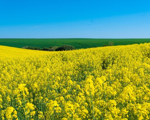 pexels-gusat-silviu-7861012