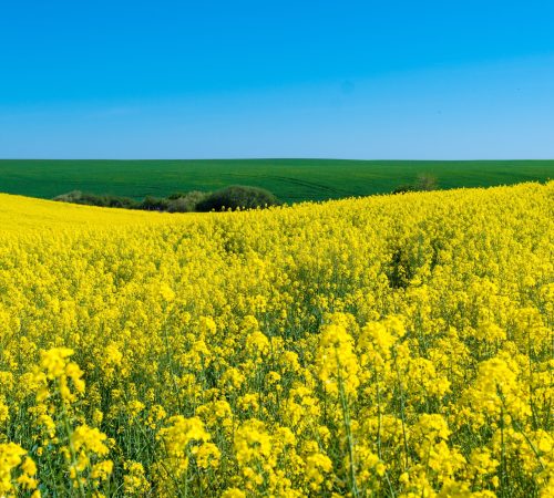 pexels-gusat-silviu-7861012