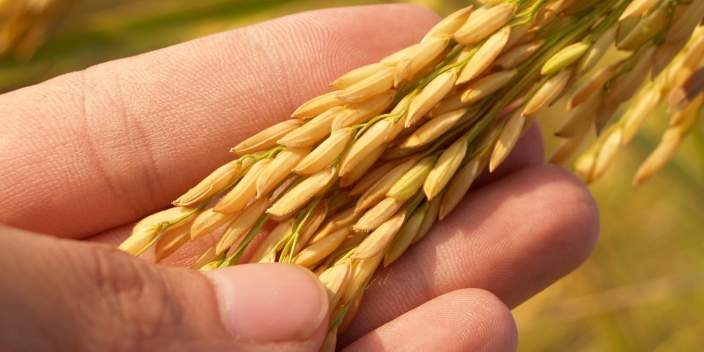 pexels-pixabay-164504