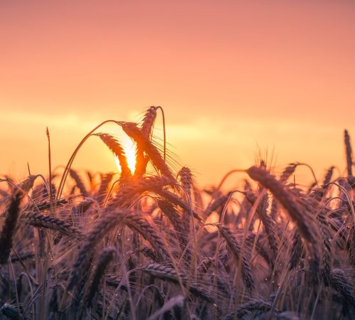 pexels-pixabay-533982