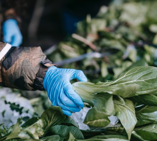 pexels-uriel-mont-6280388